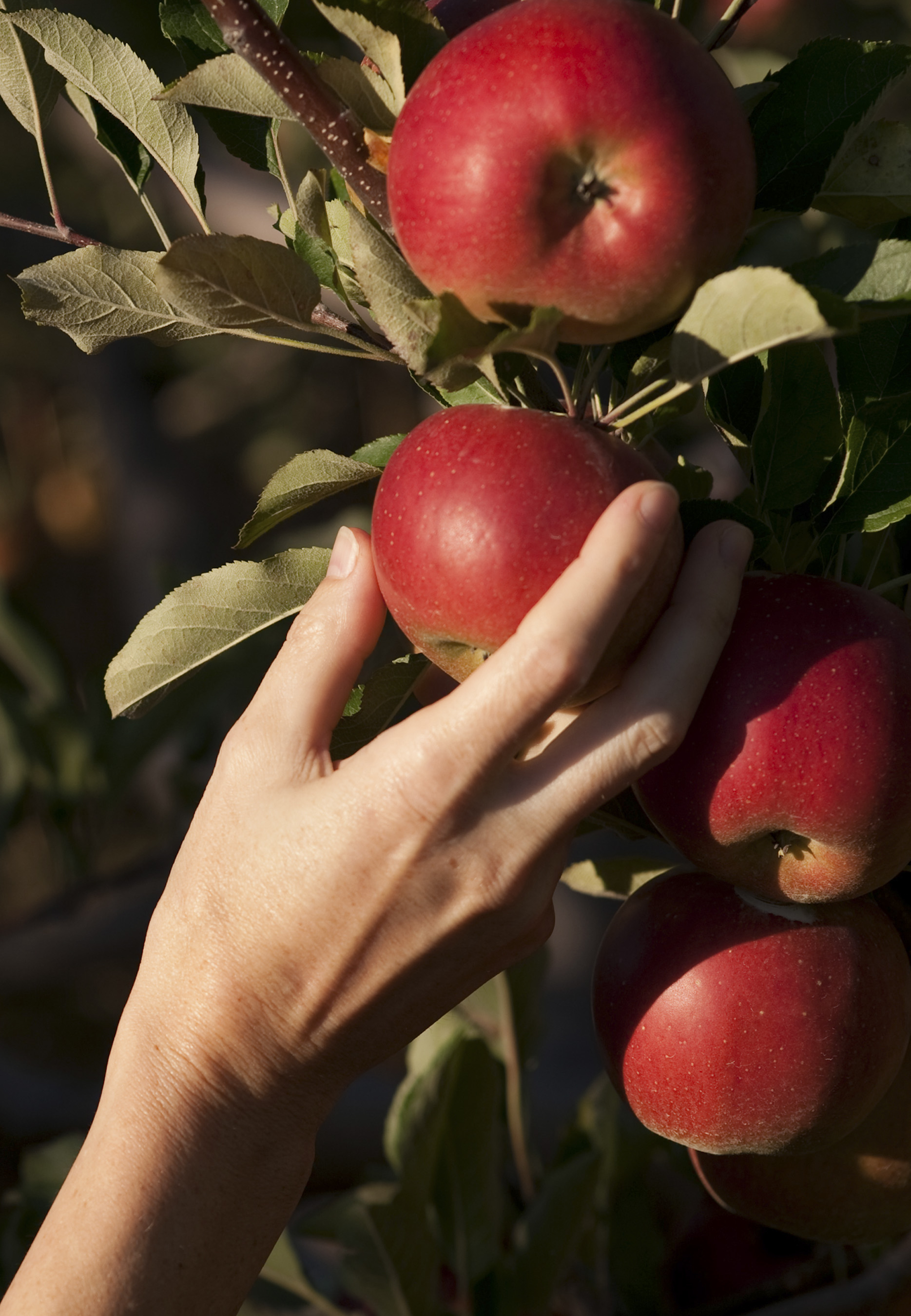 apples_7820cn.jpg