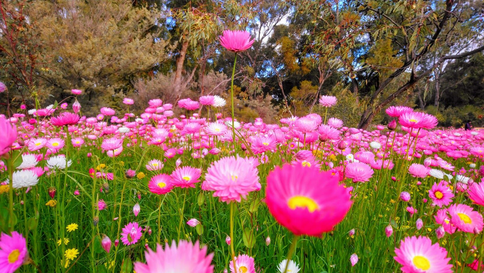 キングスパーク植物園内に8月の春に見られるエバーラスティング