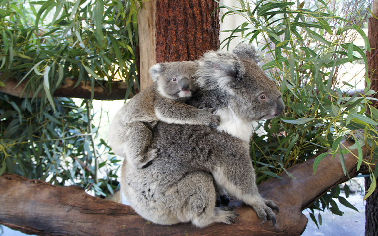 09_koala_slide.png