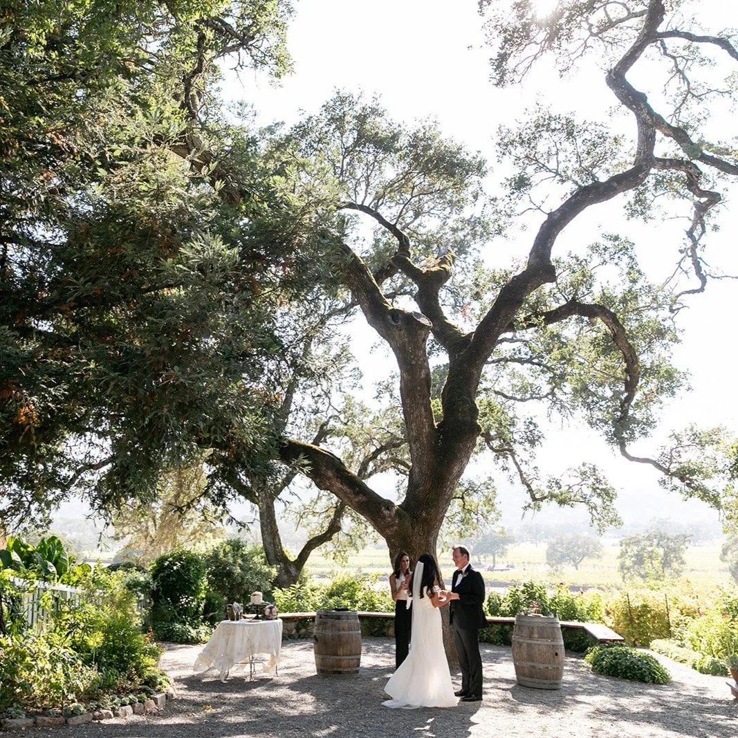 This ancient oak is fueled by love! #napaweddingofficiant #sonomaweddingofficiant #napaofficiant #sonomaofficiant #napaelopement #sonomaelopement #napaminister #sonomaminister #beltanewedding #ranchwedding
