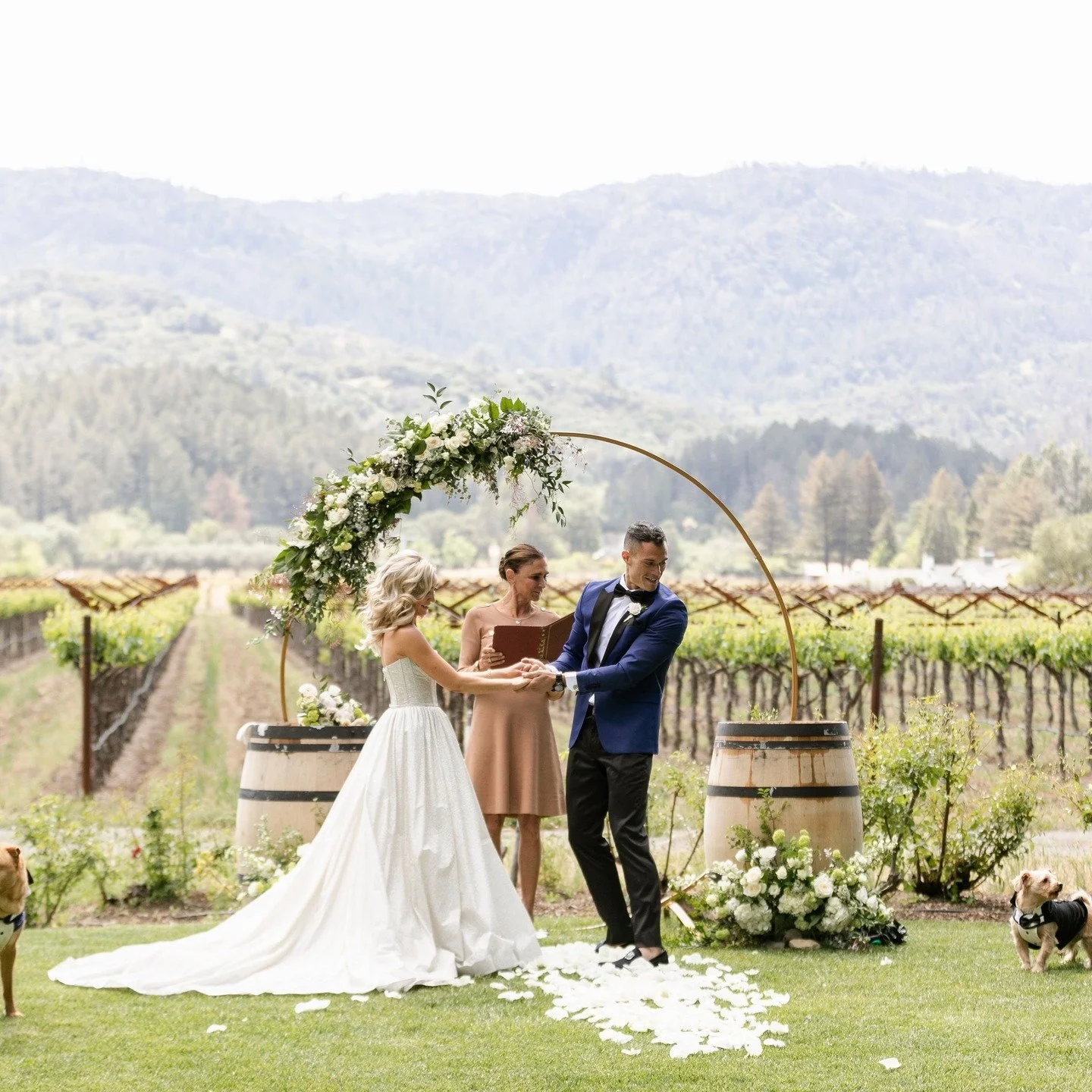 I love me a dog groomsman! #napaofficiant #sonomaofficiant #napaweddingofficiant #napaelopement #sonomaelopement #napawedding #napaminister #winecountryofficiant