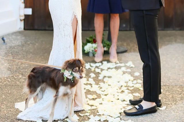 How to Include Your Pets in a Wine Country Wedding Ceremony