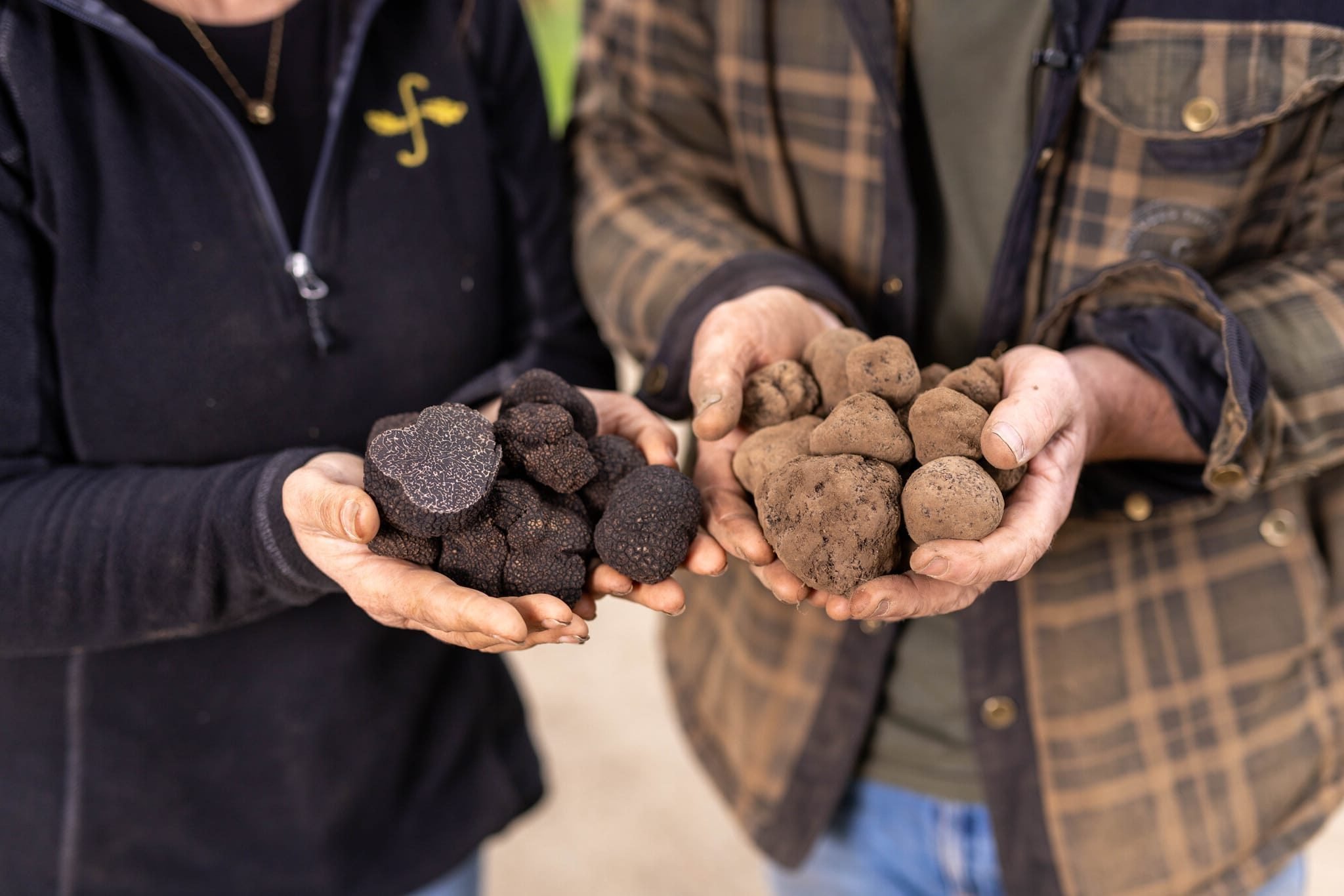 French or Australian truffles: which country produces the best?