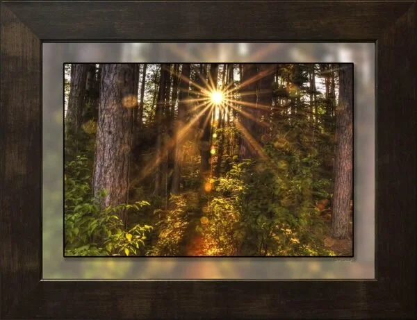 69024-Lightrays-in-the-Forest-12x16_5-border-600x461.jpeg