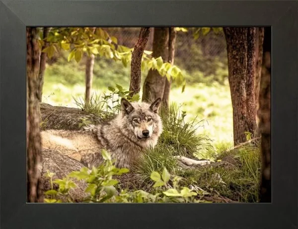 46553-Wolf-Amongst-The-Trees-12x16_5-600x461.jpeg