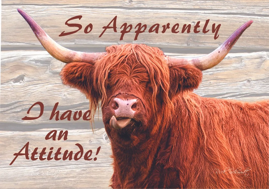893 Highland Cows Attitude.jpg (Copy) (Copy)
