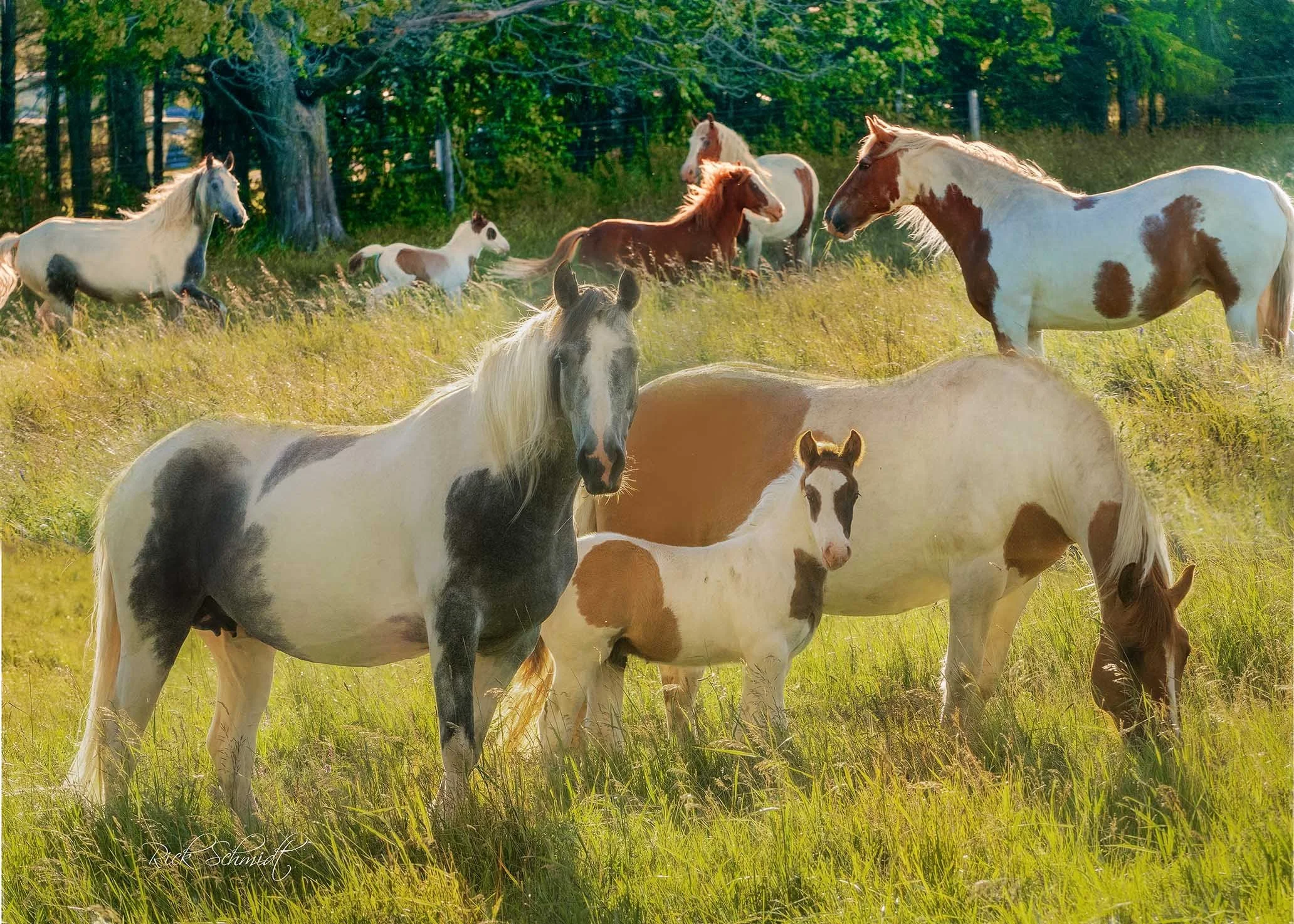PaintedHorses.jpg
