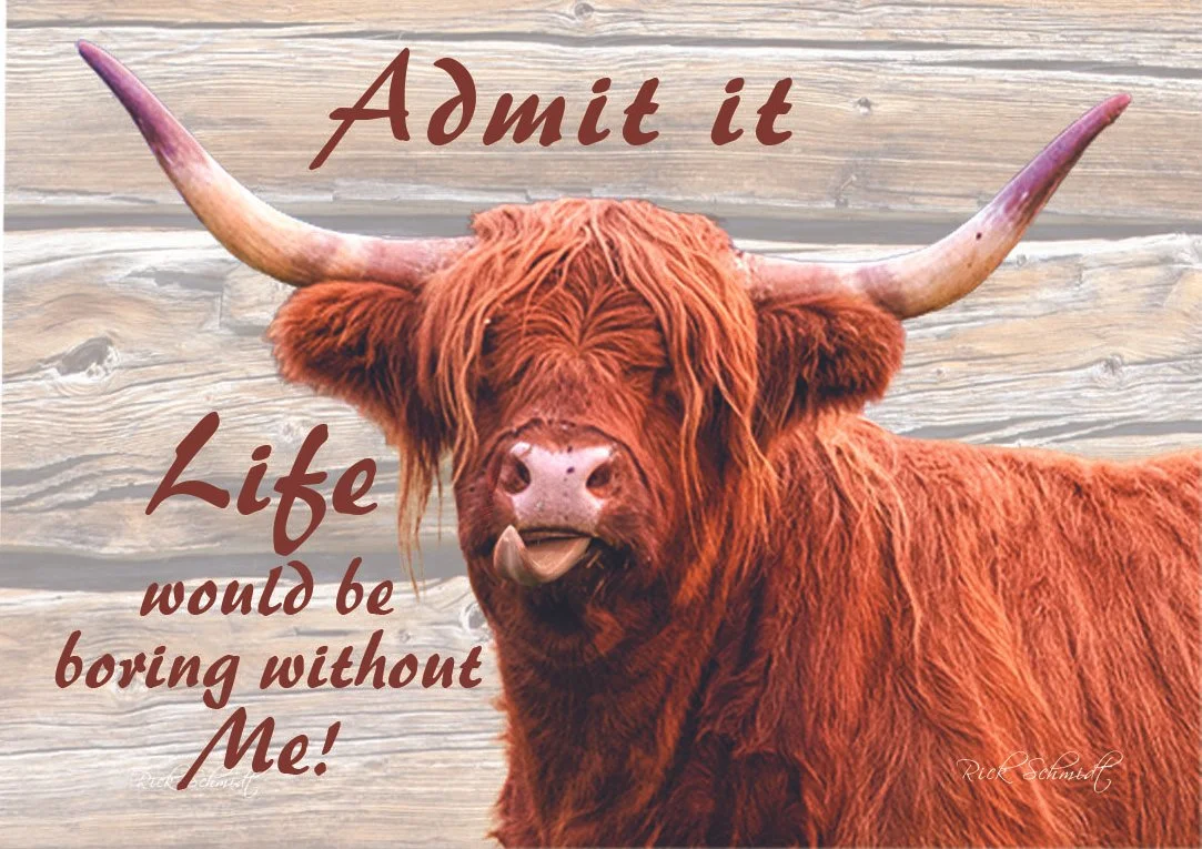 892 Highland Cows Admit It Life Boring.jpg (Copy)
