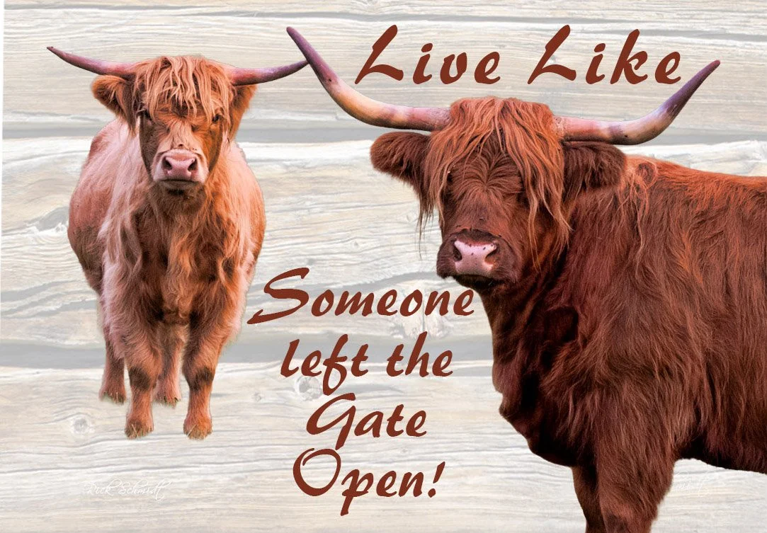 894 Highland Love You Cows Come Home.jpg (Copy) (Copy)