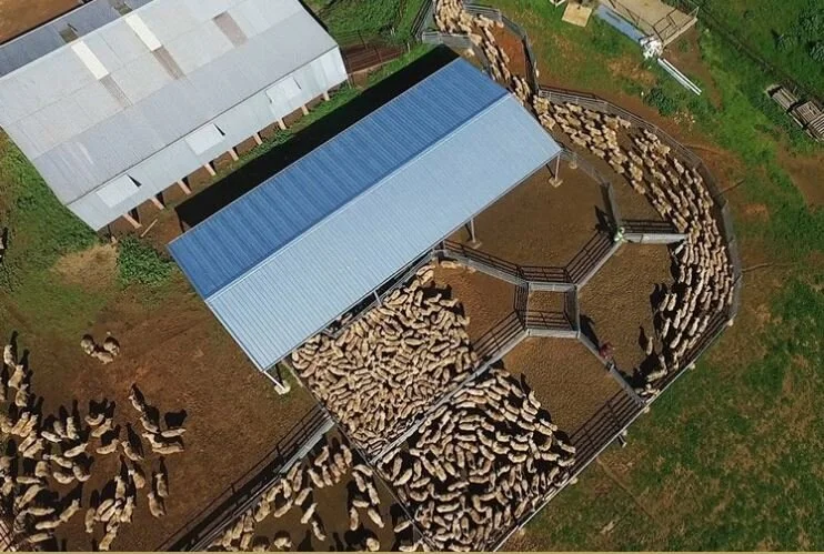 One of ProWay’s cutom made sheep handling facilities.