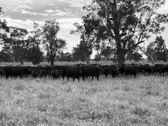 Yammatree Angus Breeders