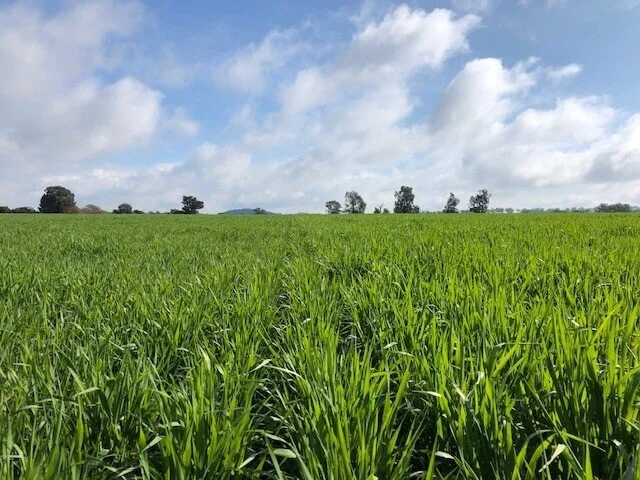 A fodder crop at a Yammatree Property