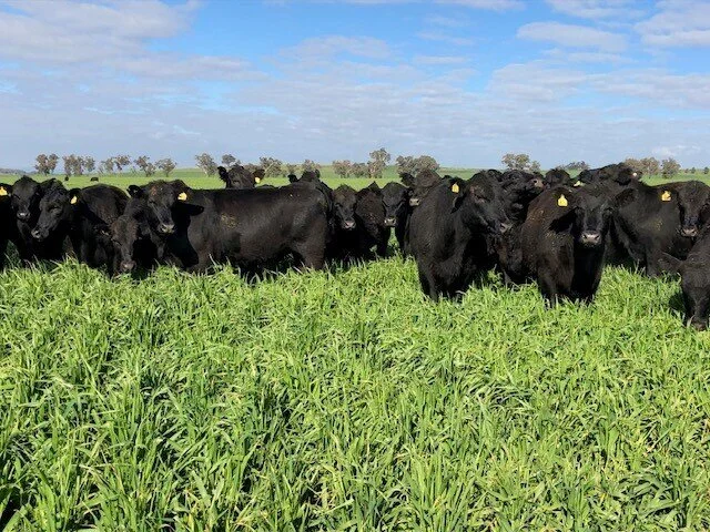 Yammatree Angus Steers