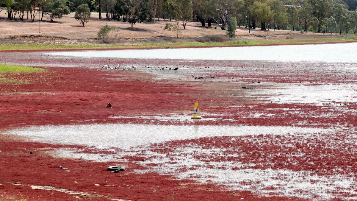 Deal to find Lake Albert water level solution between Wagga Council and Minister Pavey