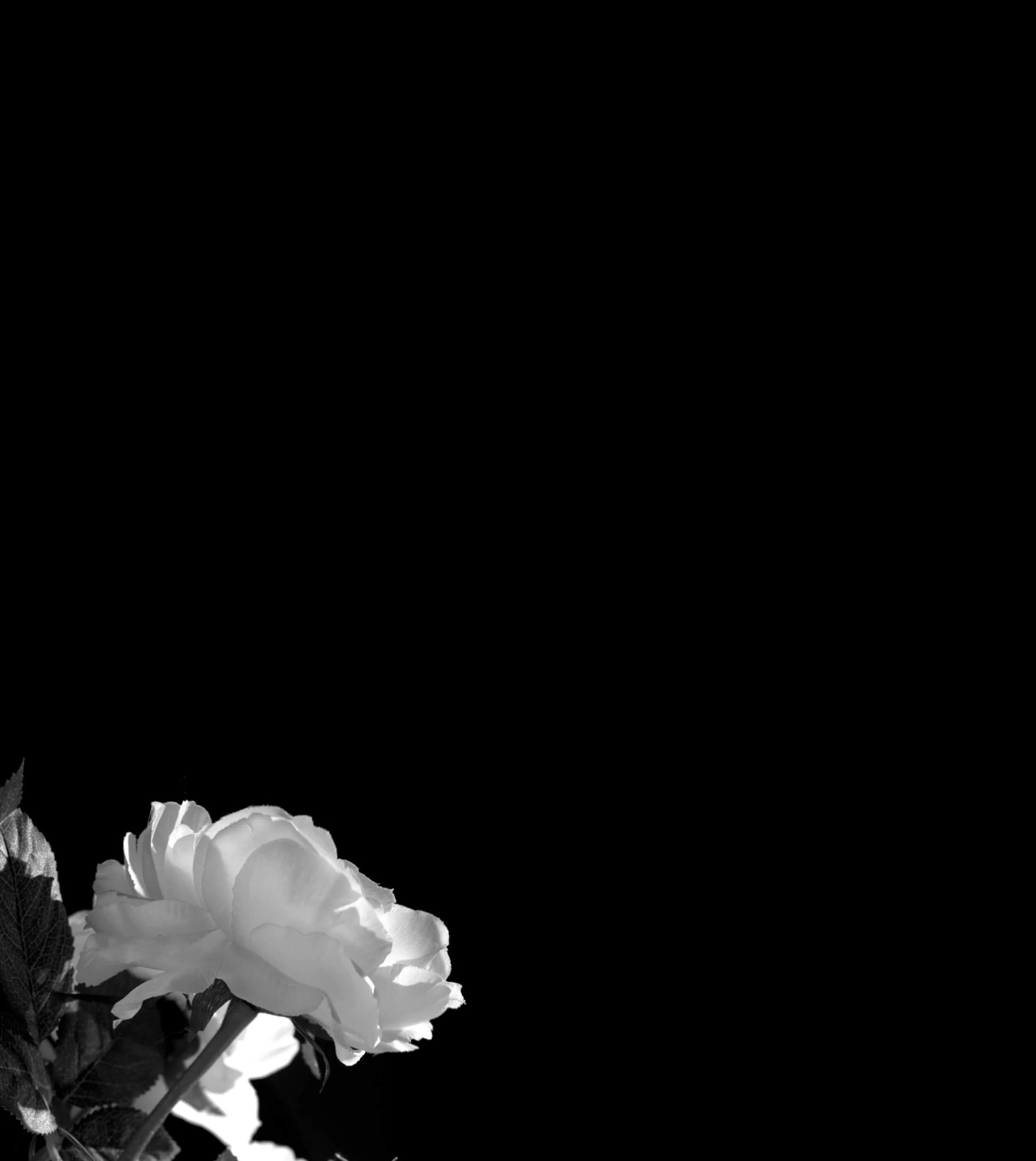 MeganDallaCamina-Background-SignUp-2.jpg
