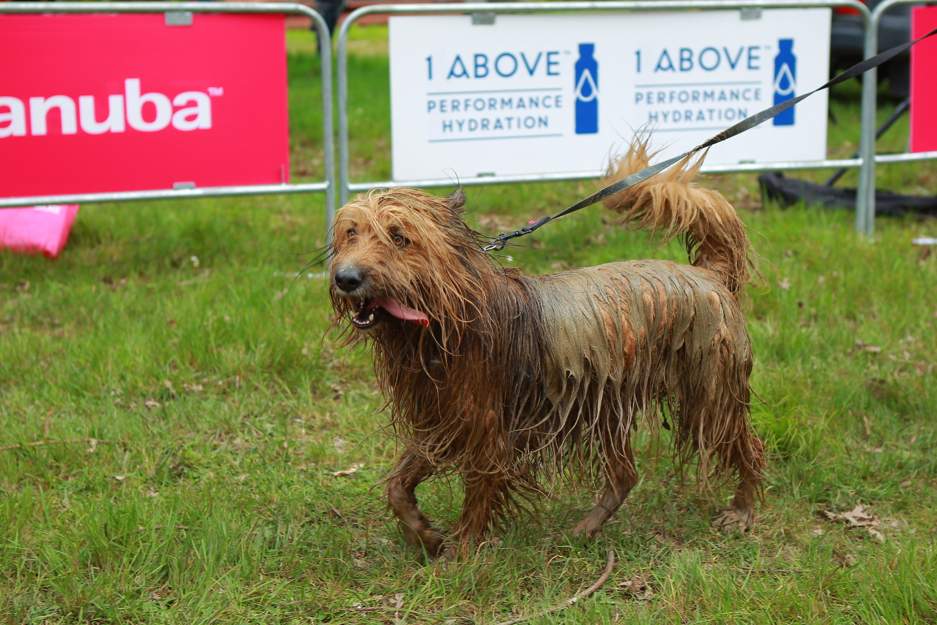 TAILS_AND_TRAILS_2018_000569.jpg