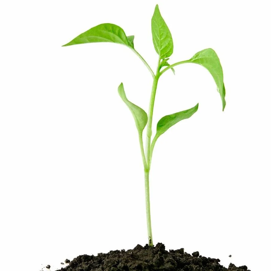 Single Plant.jpg