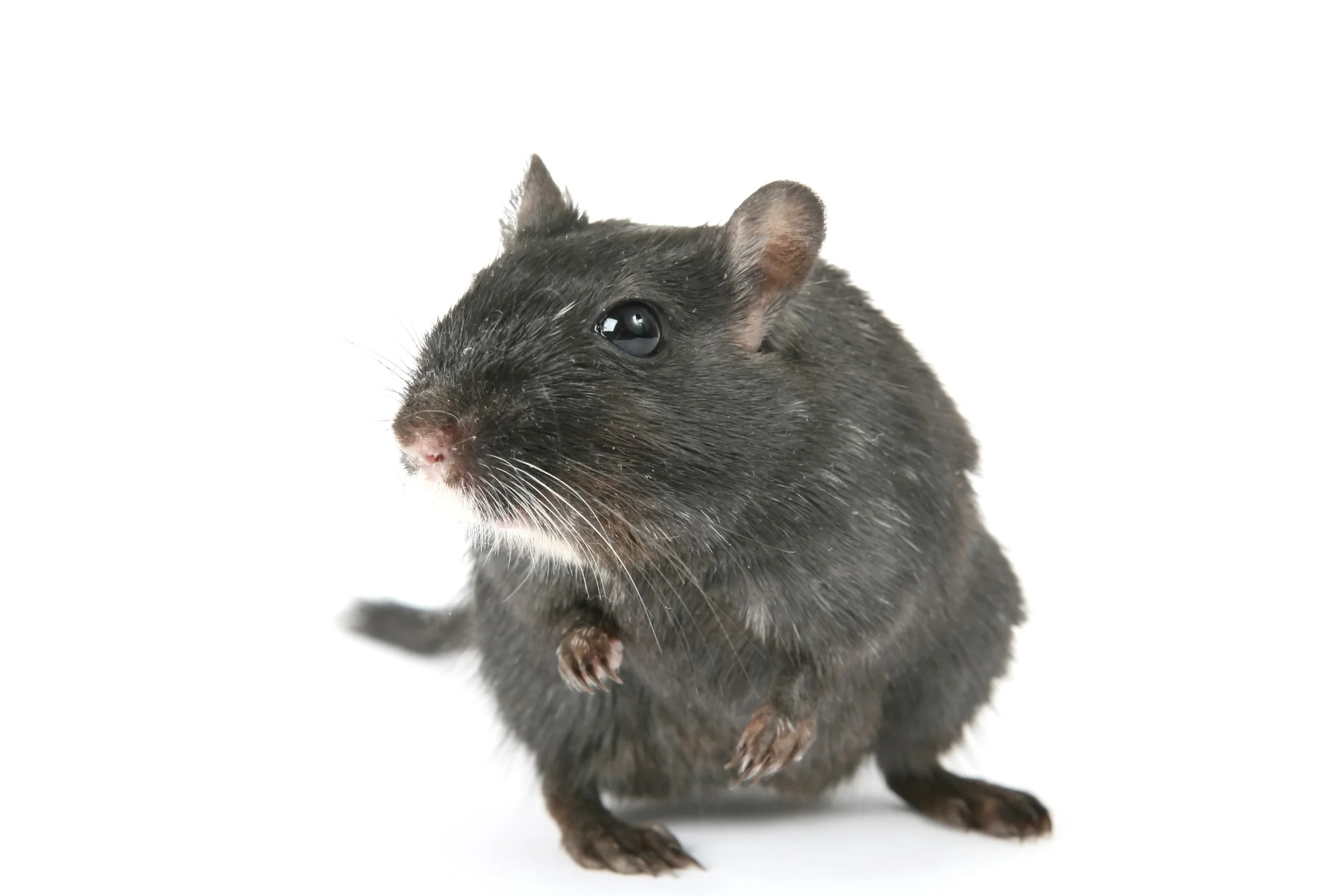 rodent pest control.jpg