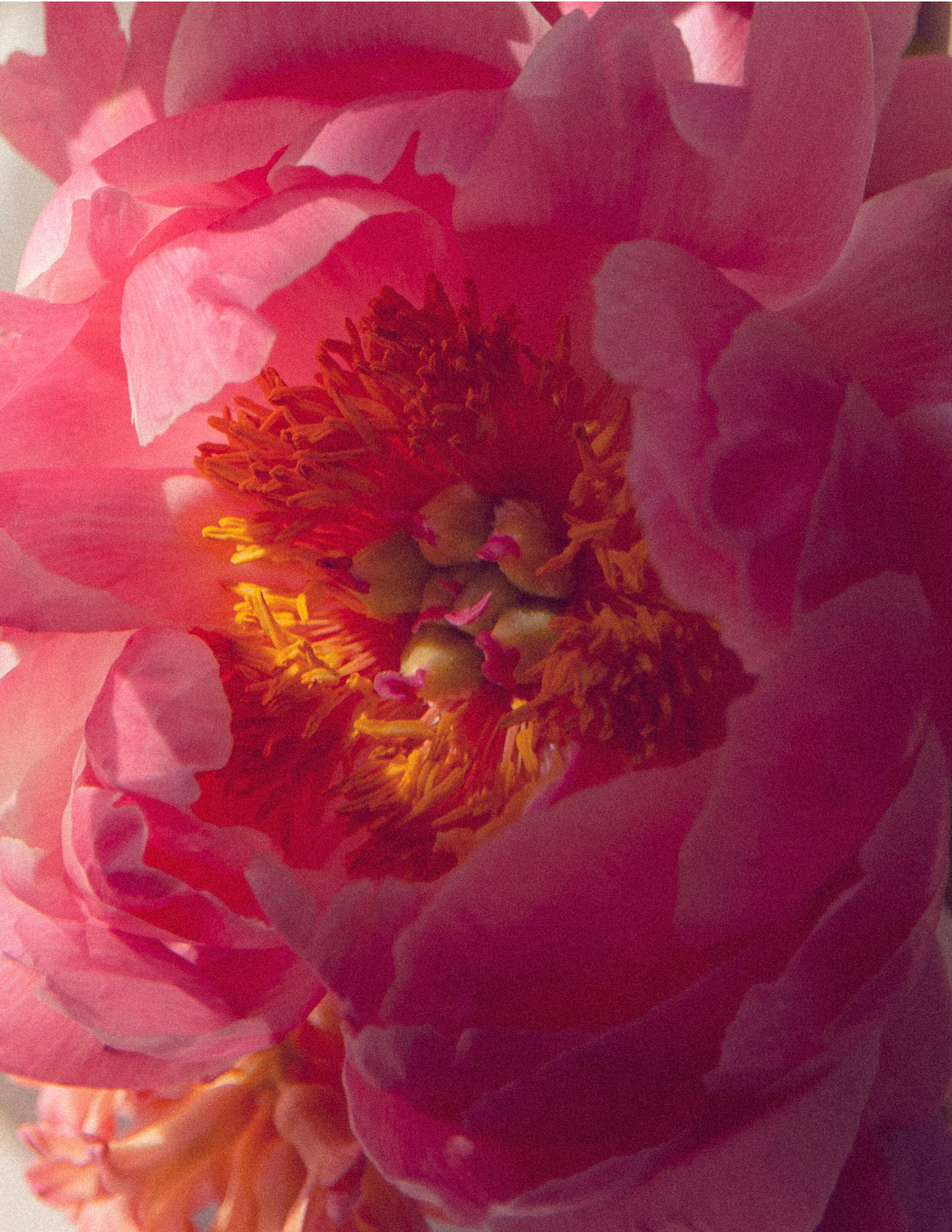 flower08.jpg