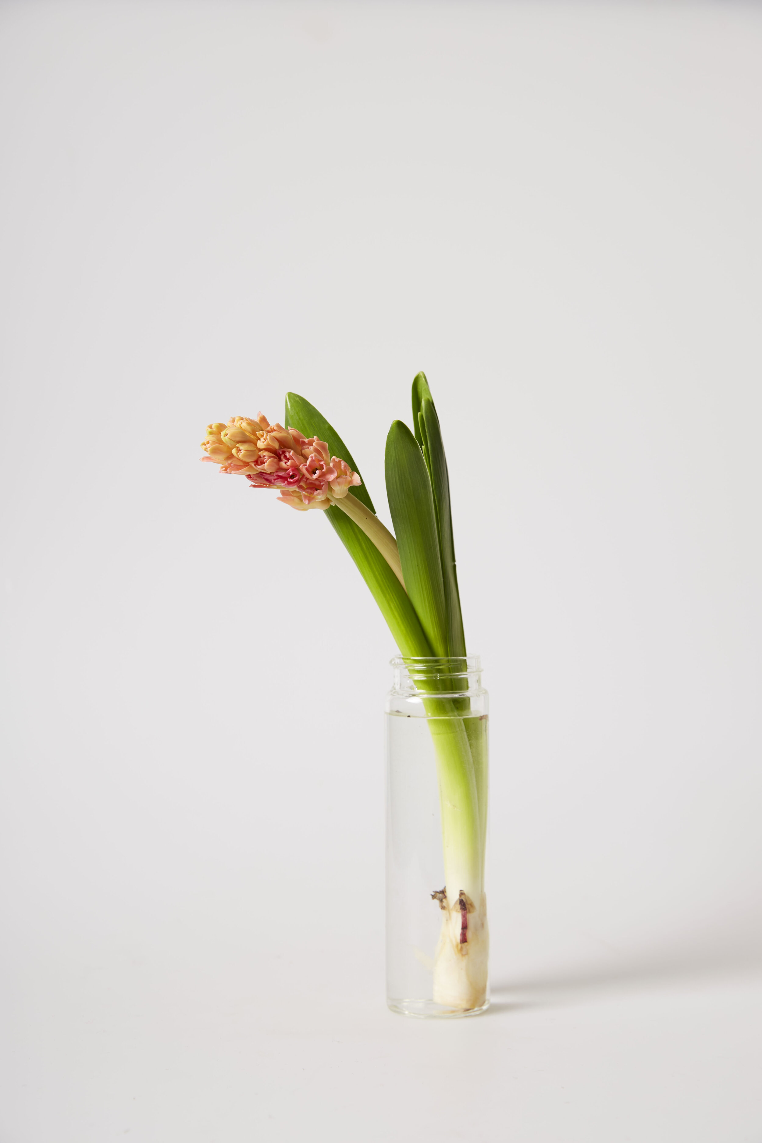 flower3.jpg