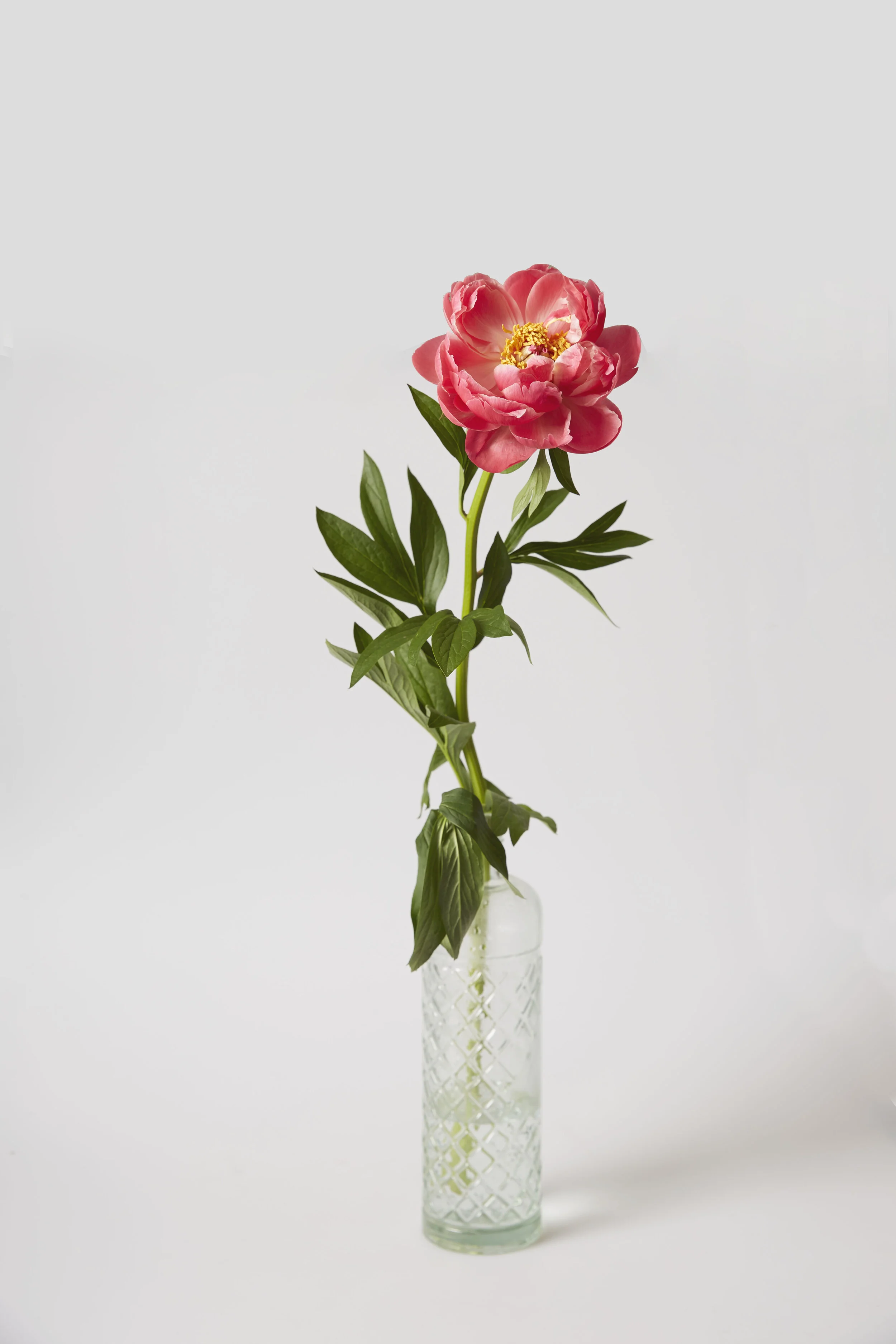 flower.jpg