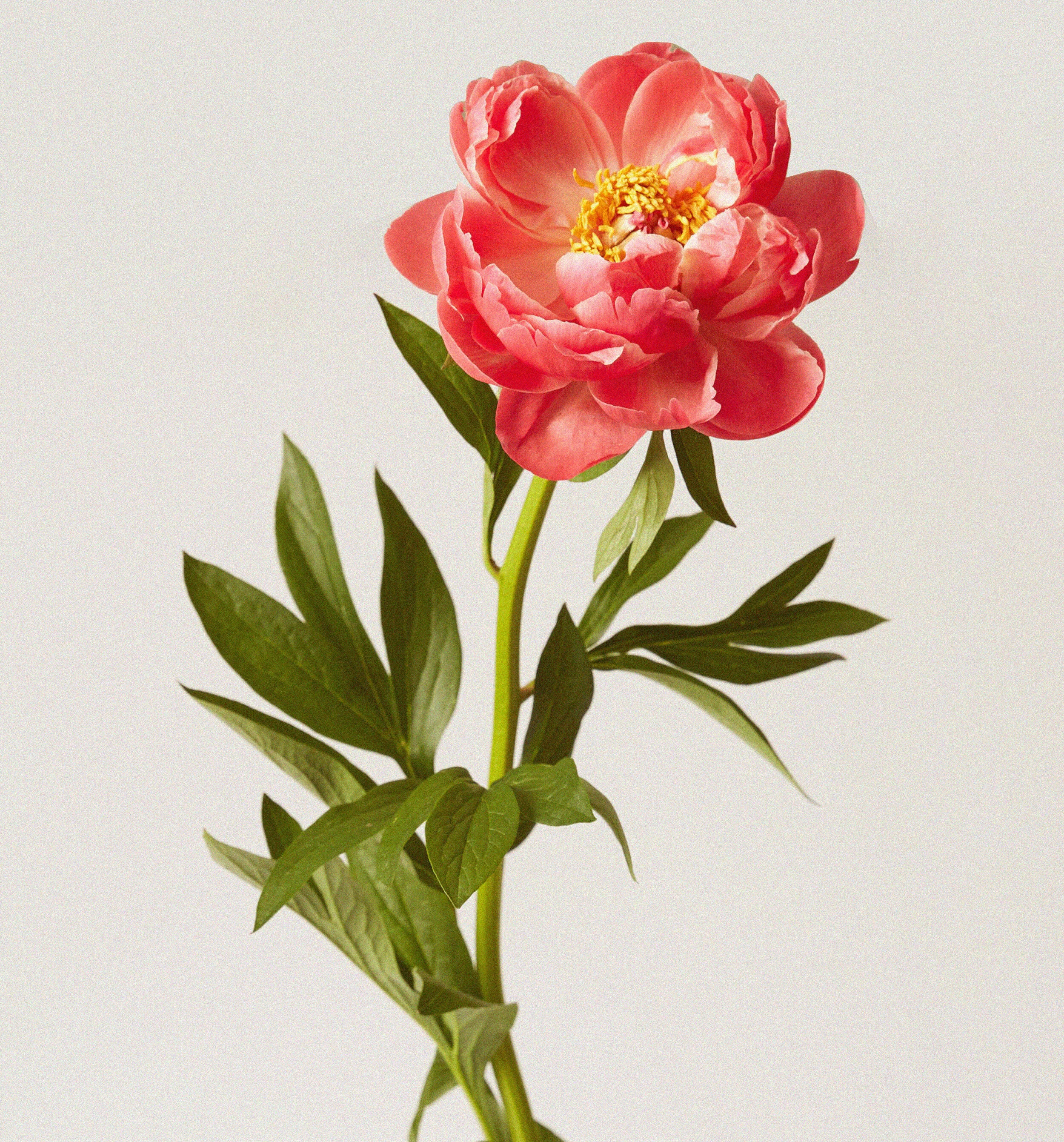 flower copy.jpg