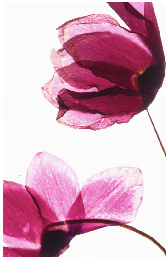 flowers.png