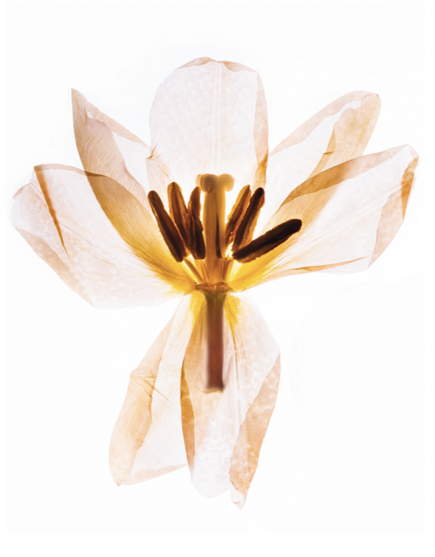 Flower.png