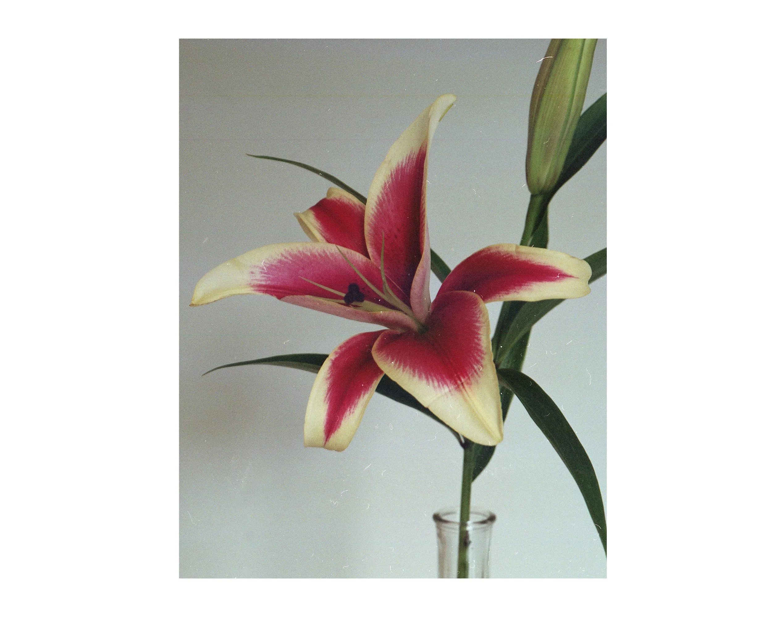 flower5.jpg