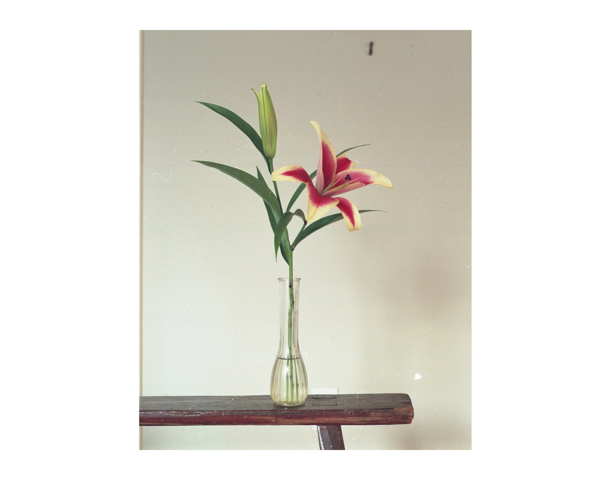 flowers.jpg