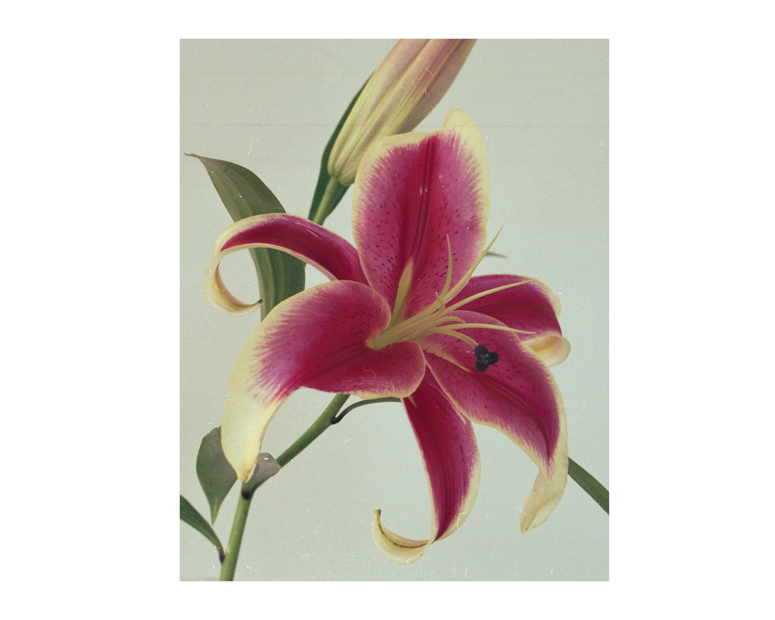flower4.jpg