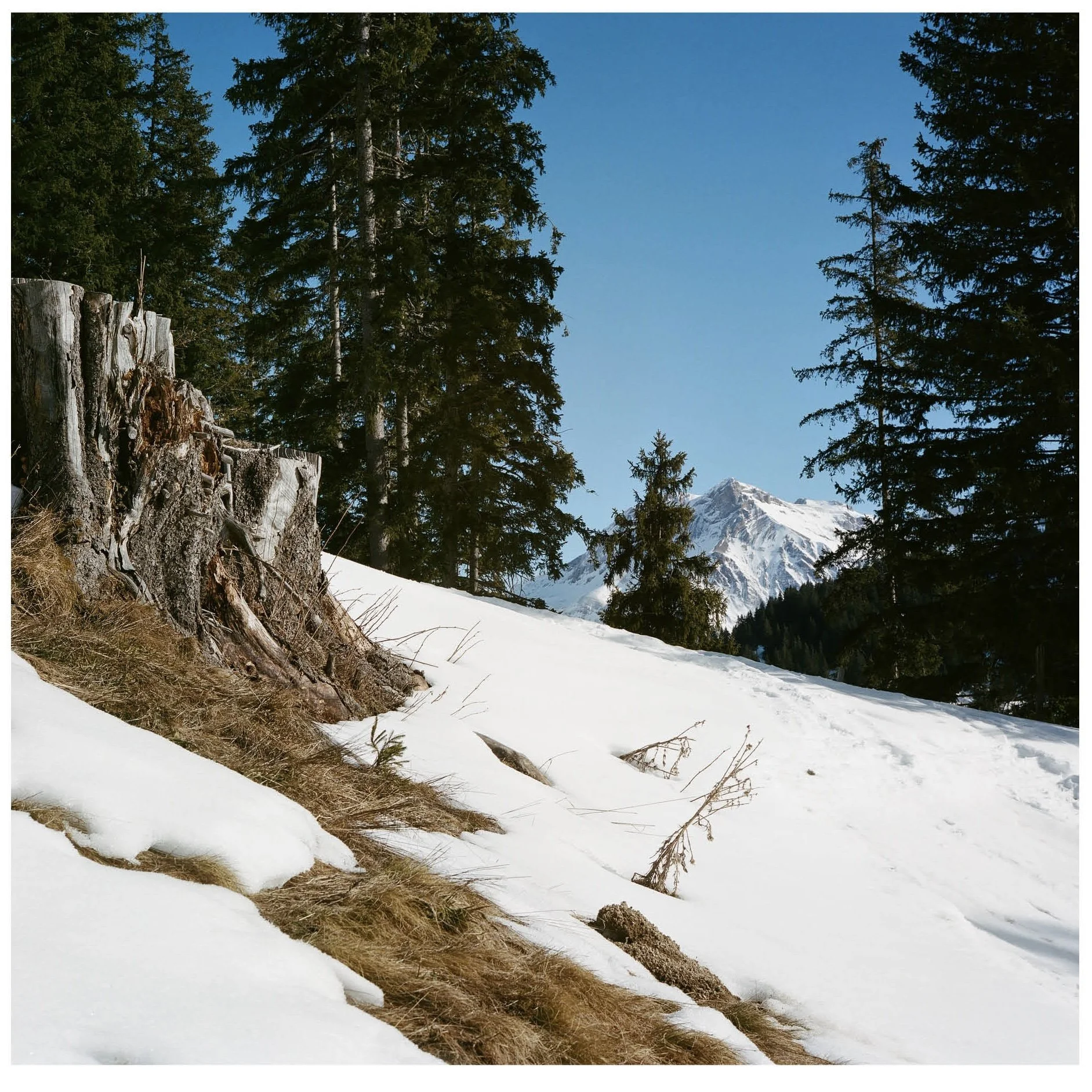 SWISS14.jpg