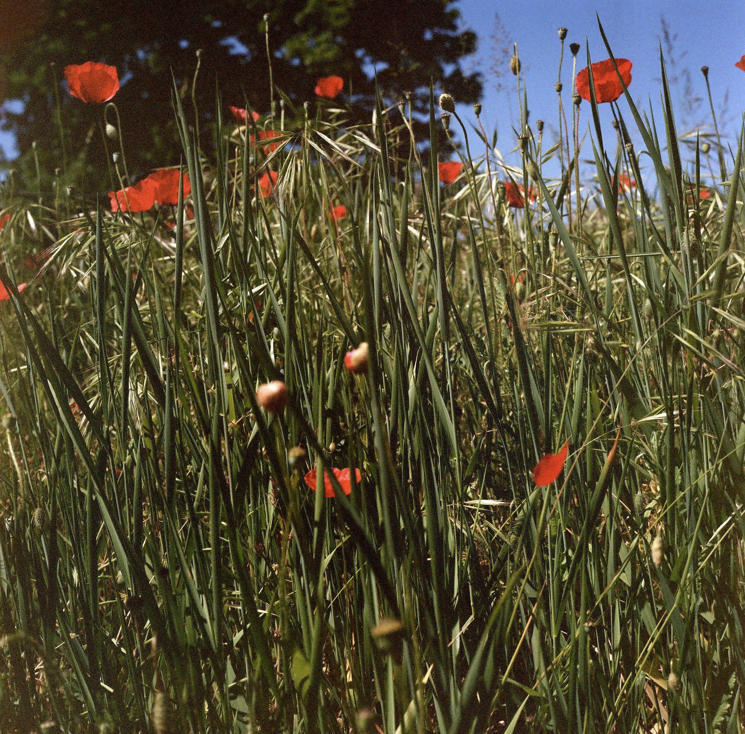 BoboliGardens7.jpg