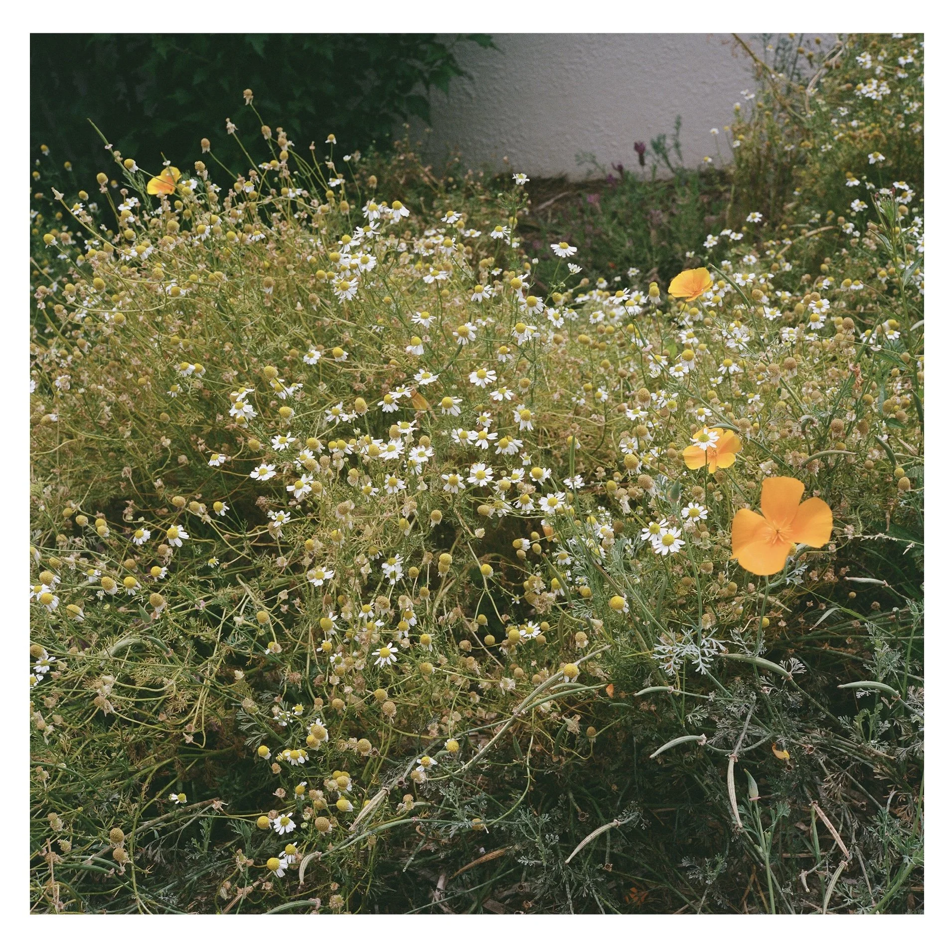 camomile.jpg