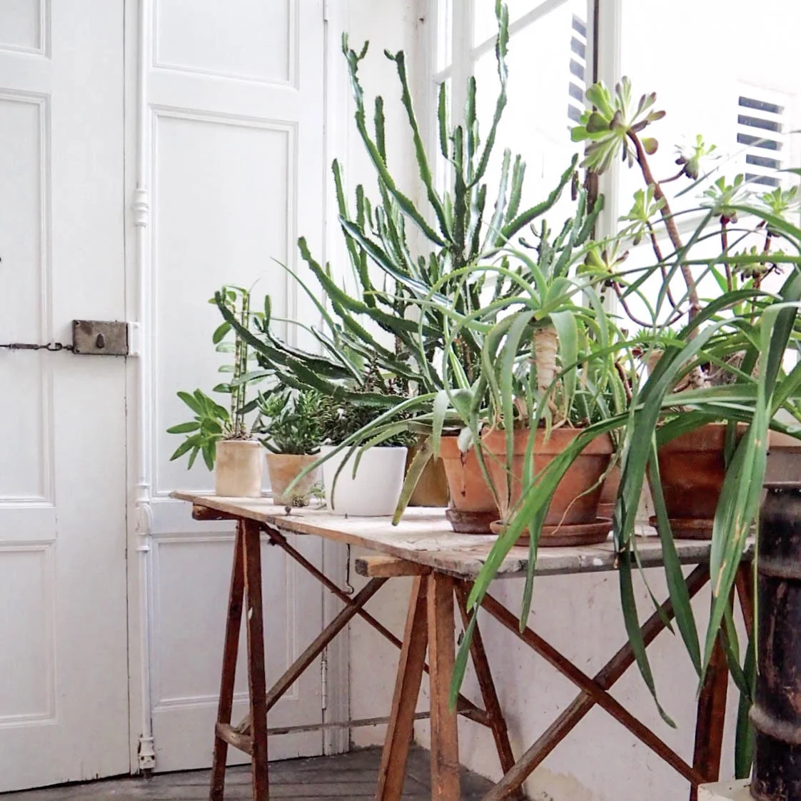 camellas-lloret-maison-d'hotes-entry-plants.jpg