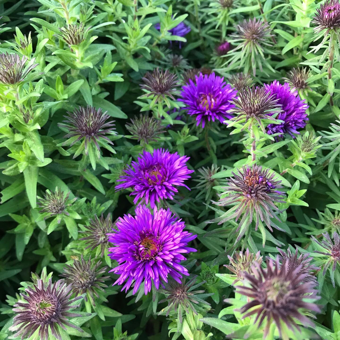 #symphyotrichum
#olliebarlowgardens
#gardening
#surrey
#hampshire
#westsussex
#plants
#plantprofile
#plantdesign
#plantdetail
#outdoorlife