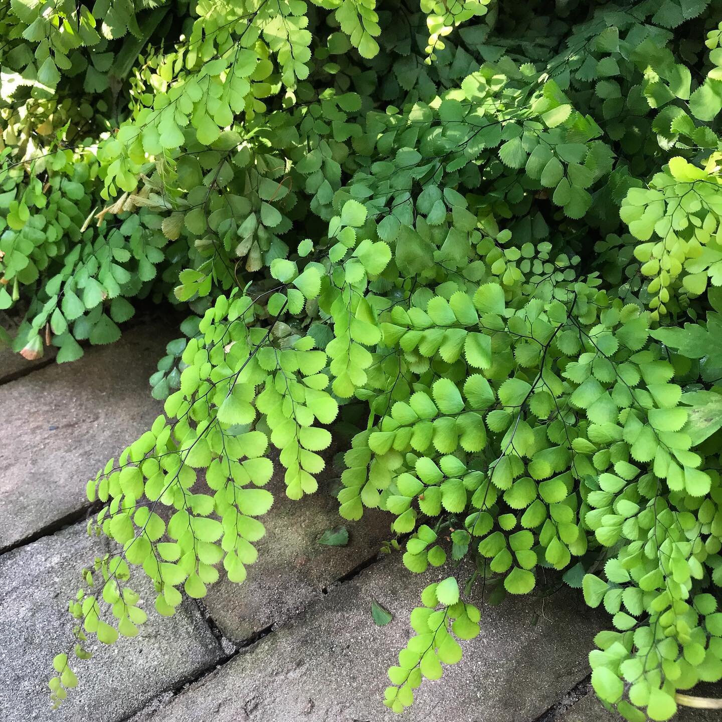 #adiantum
#olliebarlowgardens
#gardening
#surrey
#hampshire
#westsussex
#plants
#plantprofile
#plantdesign
#plantdetail
#outdoorlife