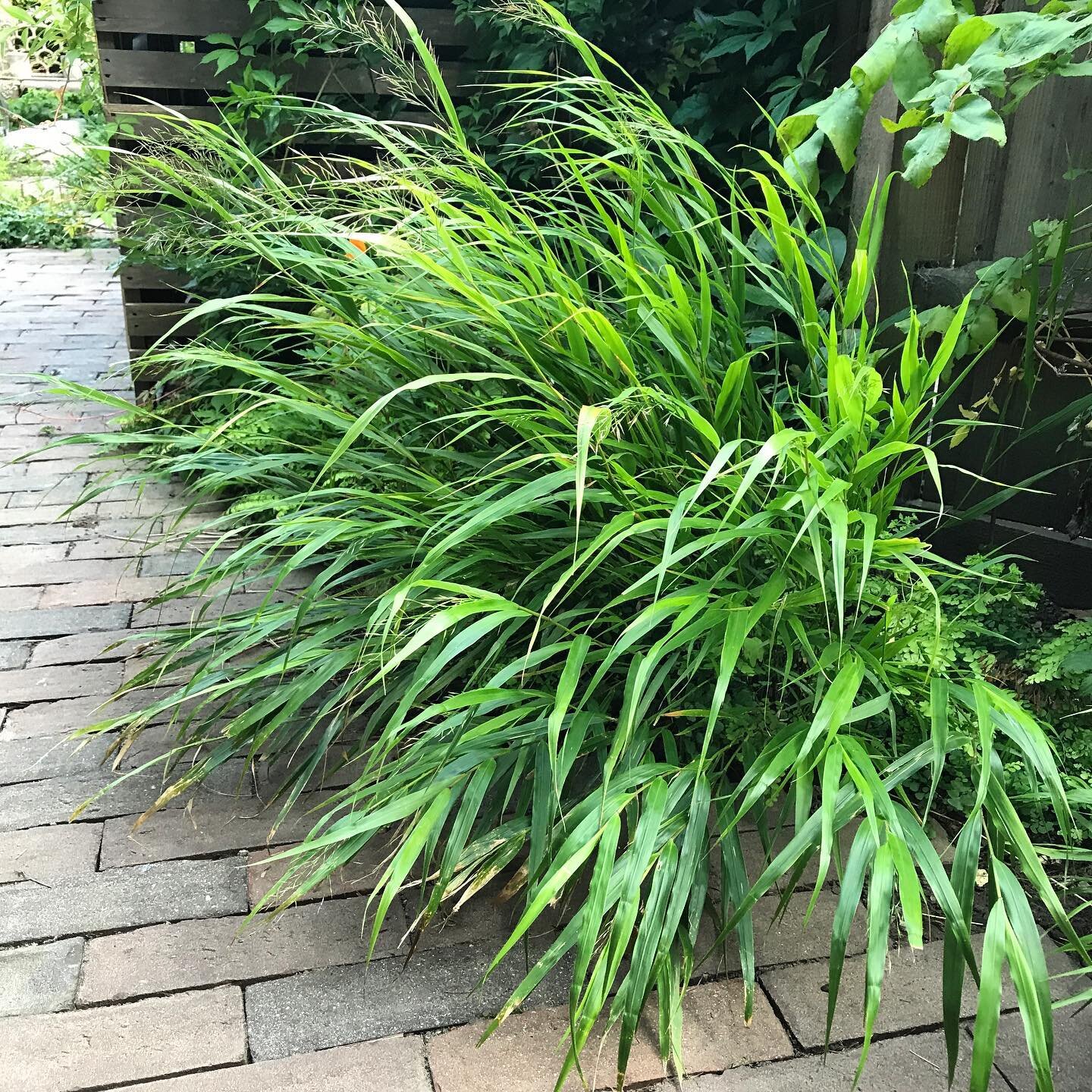 #hakonechloa
#olliebarlowgardens
#gardening
#surrey
#hampshire
#westsussex
#plants
#plantprofile
#plantdesign
#plantdetail
#outdoorlife