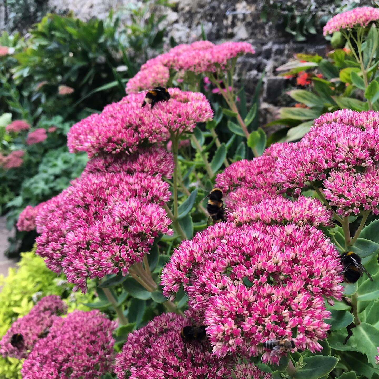 #hylotelephium
#olliebarlowgardens
#gardening
#surrey
#hampshire
#westsussex
#plants
#plantprofile
#plantdesign
#plantdetail
#outdoorlife