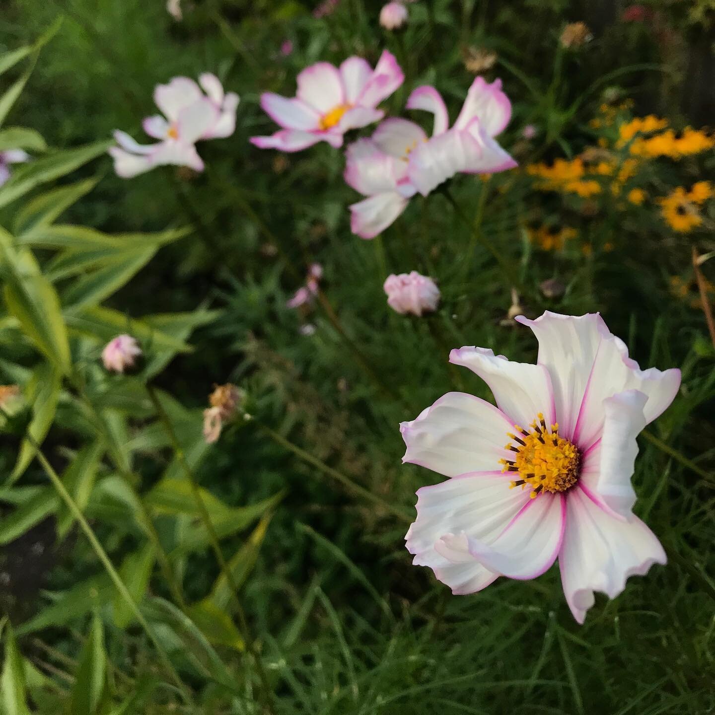 #cosmos
#olliebarlowgardens
#gardening
#surrey
#hampshire
#westsussex
#plants
#plantprofile
#plantdesign
#plantdetail
#outdoorlife