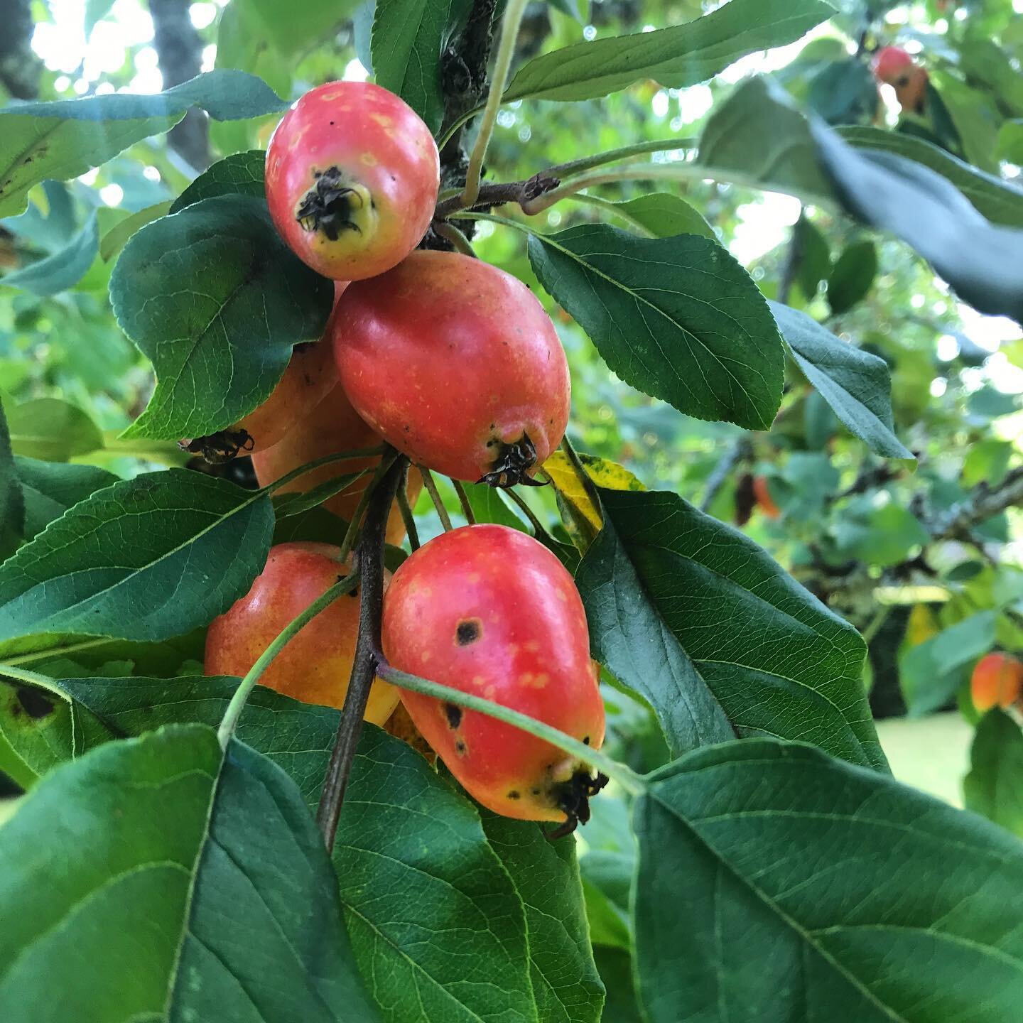 #malus
#olliebarlowgardens
#gardening
#surrey
#hampshire
#westsussex
#plants
#plantprofile
#plantdesign
#plantdetail
#outdoorlife