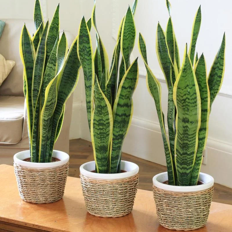 Snake_Plant.jpg