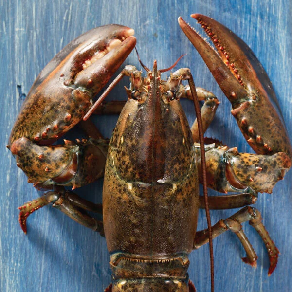 Four Live Lobsters Pepper S Landing