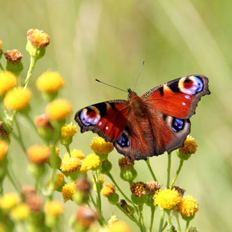 springche_wild-flowers_butterfly_community_biodiversity.jpg