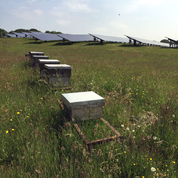 springche_solar-farm_bee-hives_renewable-energy.jpg