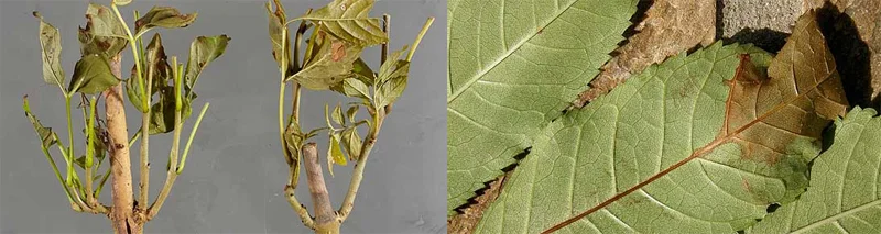 dieback_pic.jpg