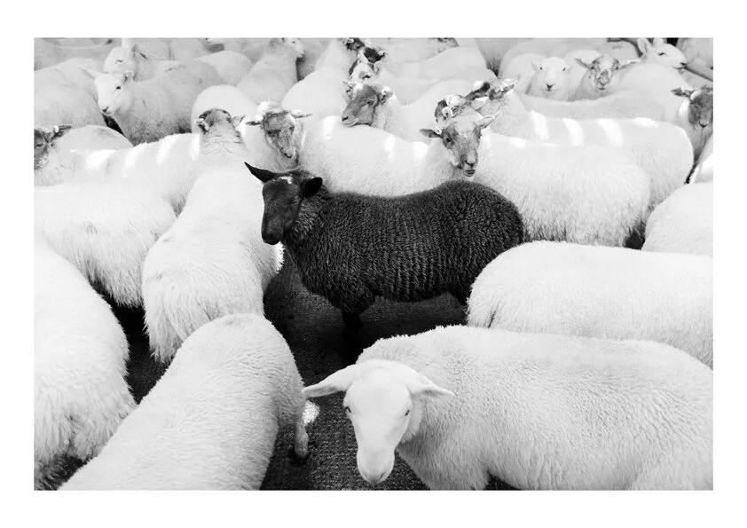 Black Sheep Isle of Lewis.jpg