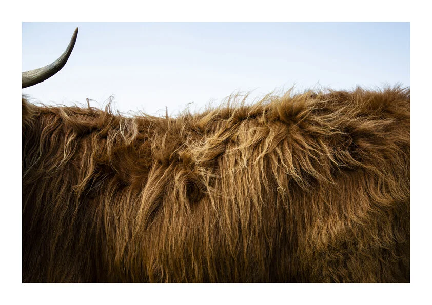 Culfoich Highlander II.jpg