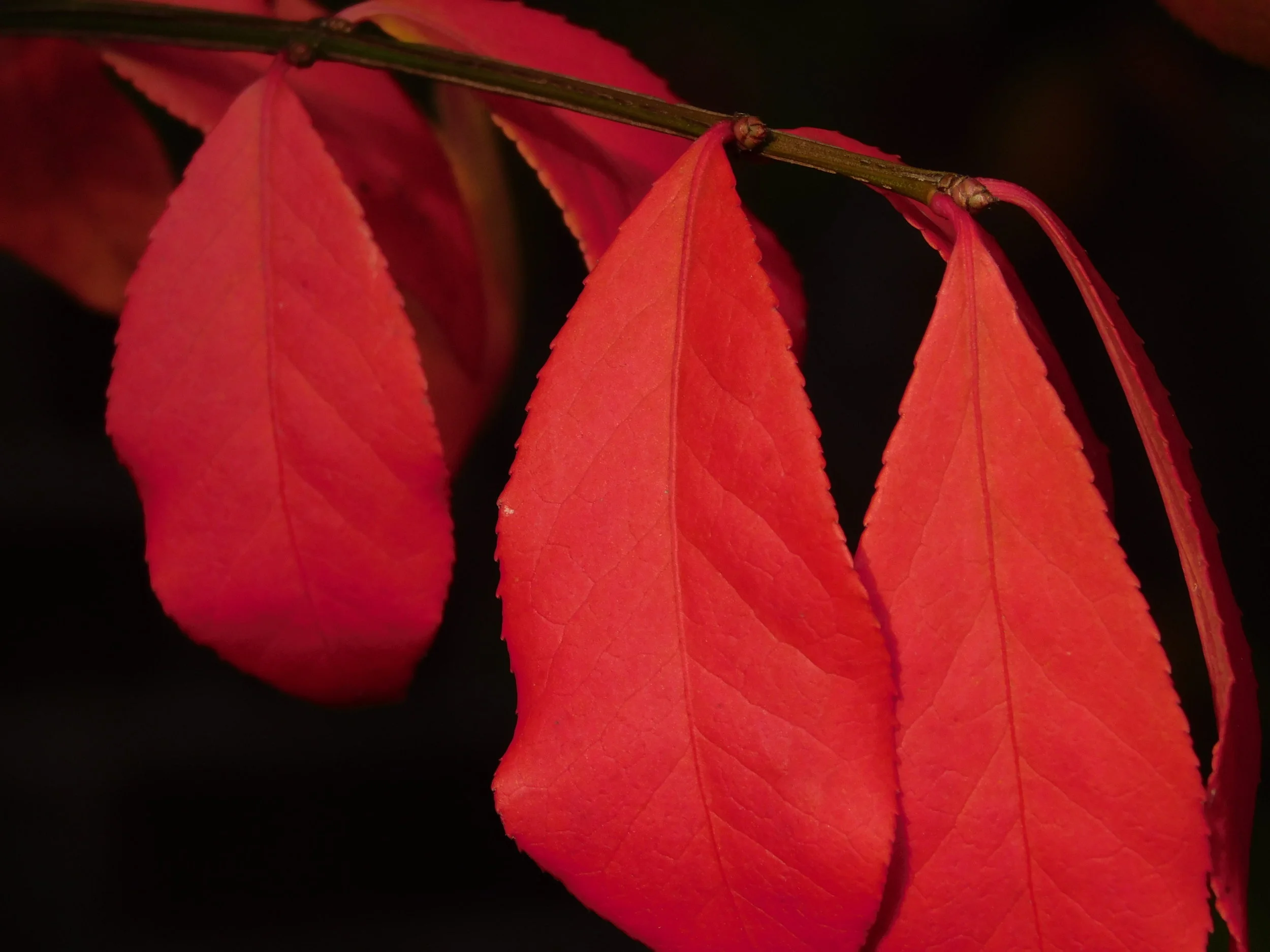 DSCN3256.JPG