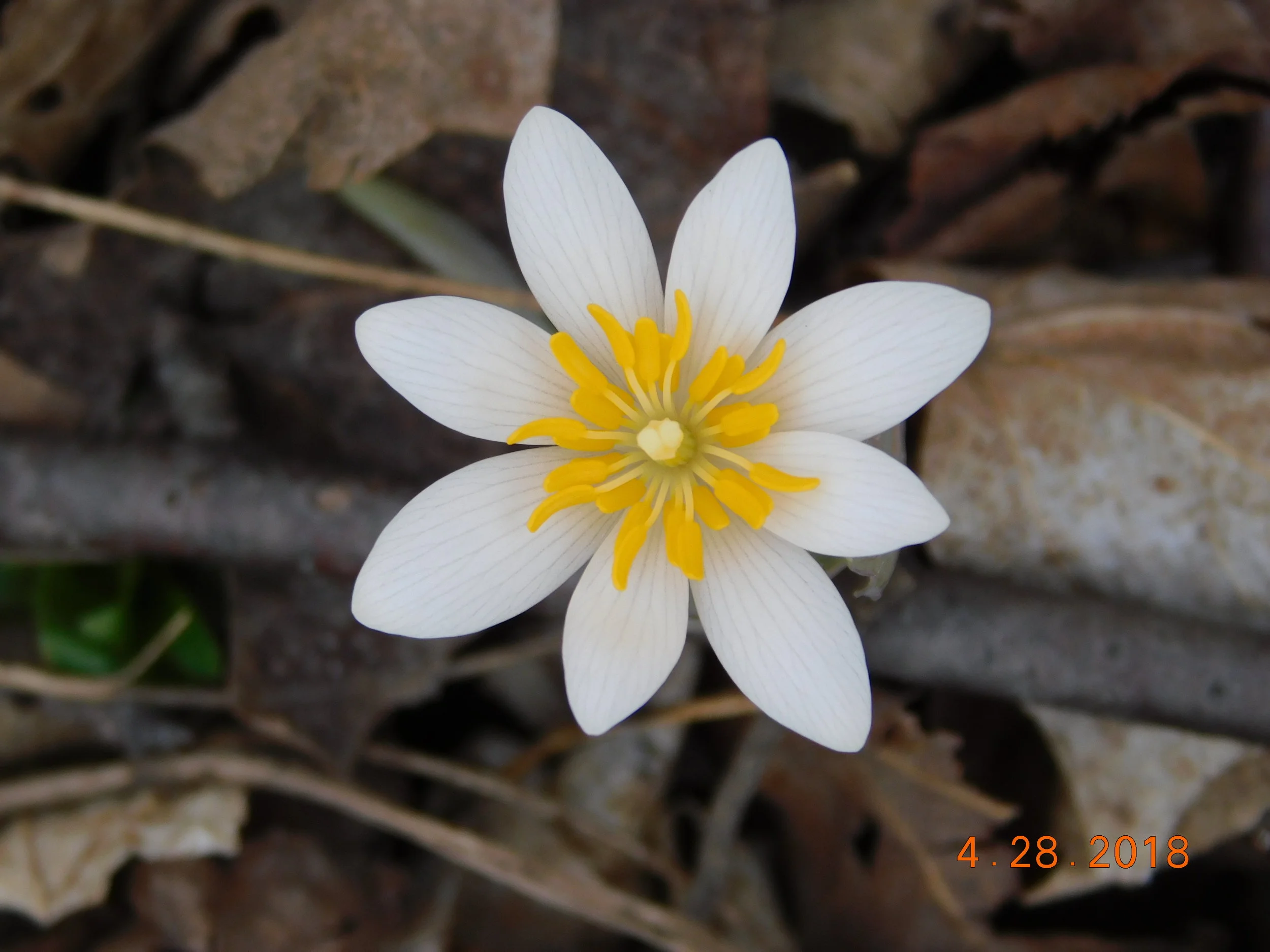 DSCN1161.JPG